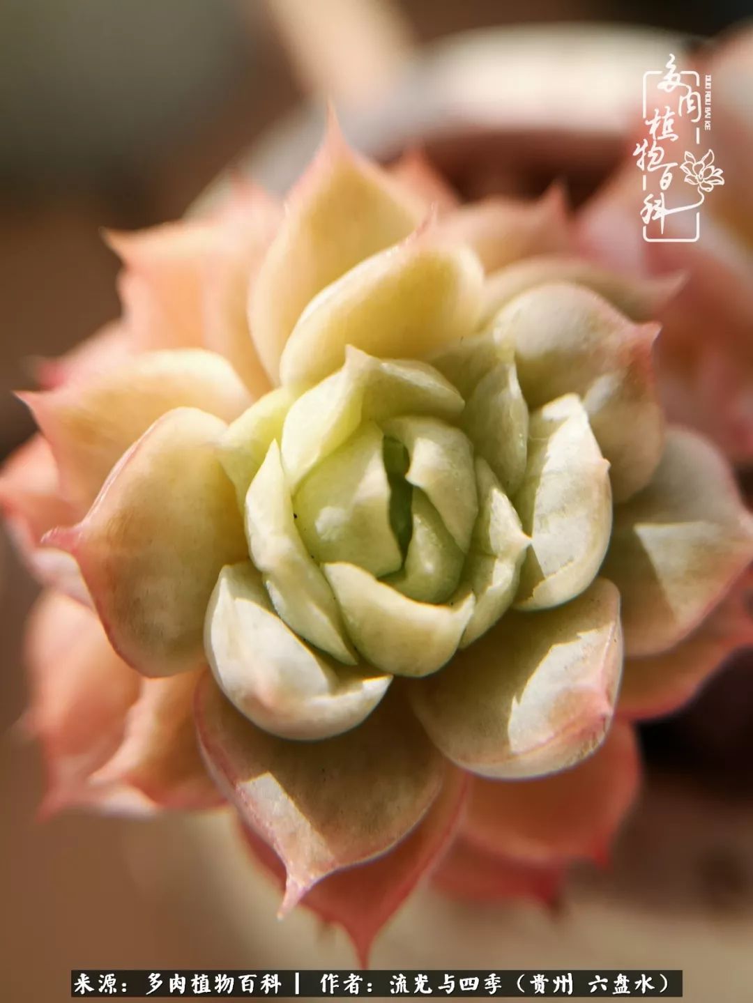 养多肉这几点新手必要知道,在养多肉的路上越走越远