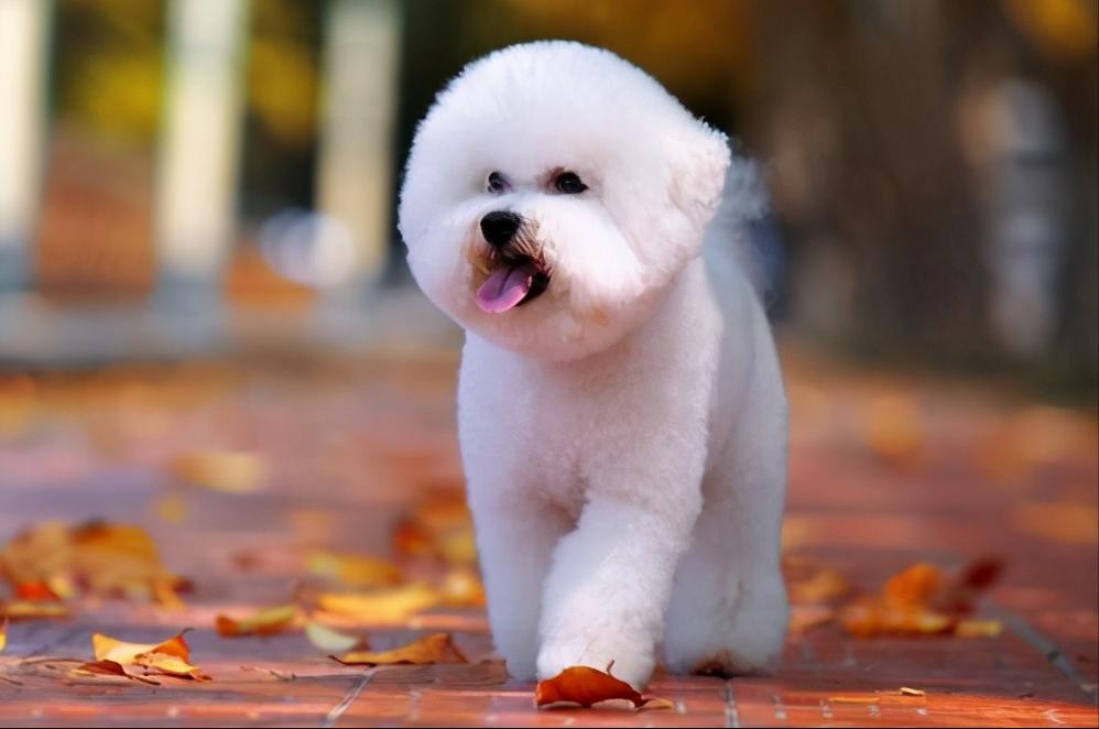 建议穷人养的10种便宜狗100以内,学生党适合养什么狗狗便宜