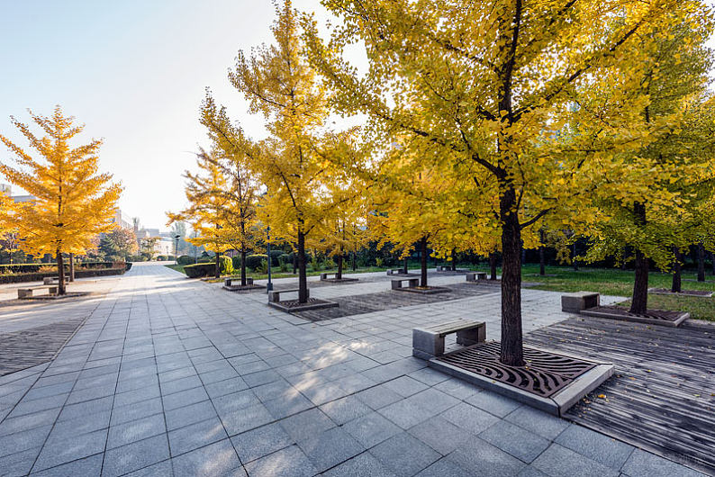 银杏果可以种植为什么银杏濒危,满大街的银杏树到底濒危在哪里