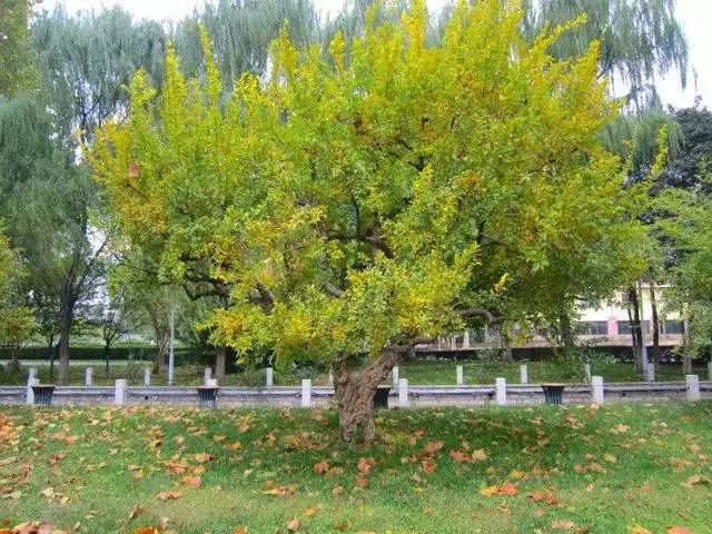 北方庭院种植景观树,庭院四季常青的景观树