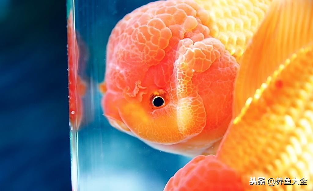 喂饲料鱼缸浑水解决办法,怎么治理鱼缸浑水