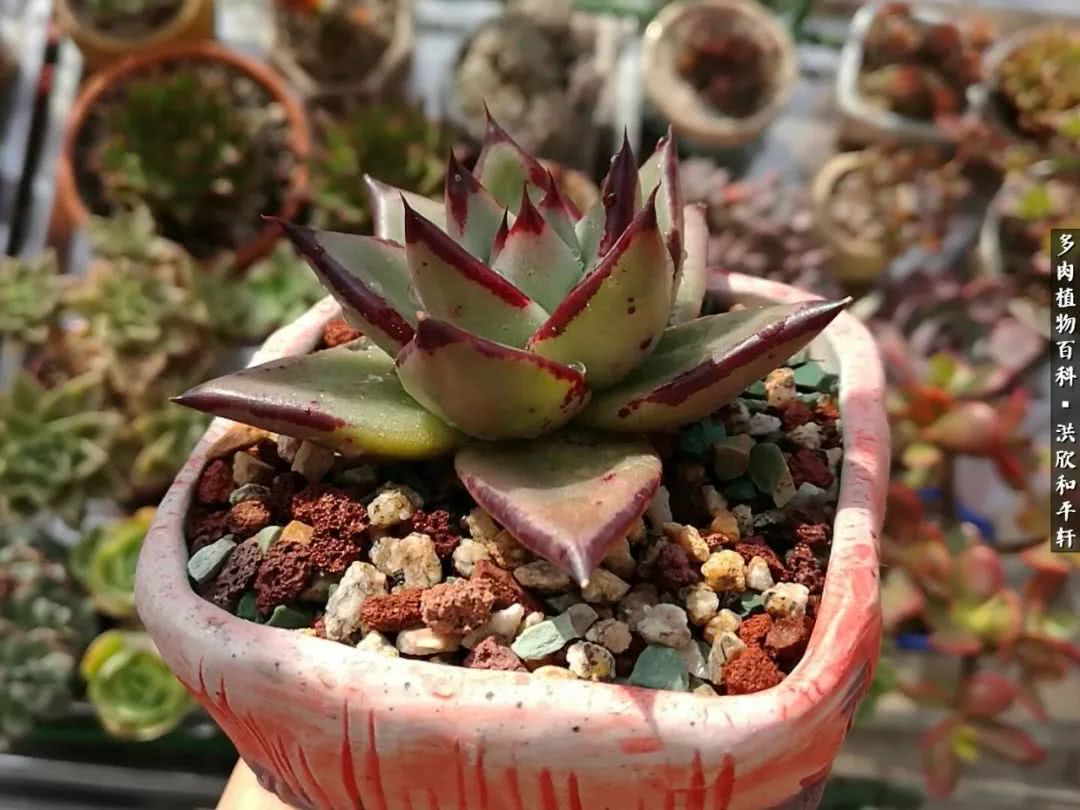 多肉的四季轮回,四季轮回多肉