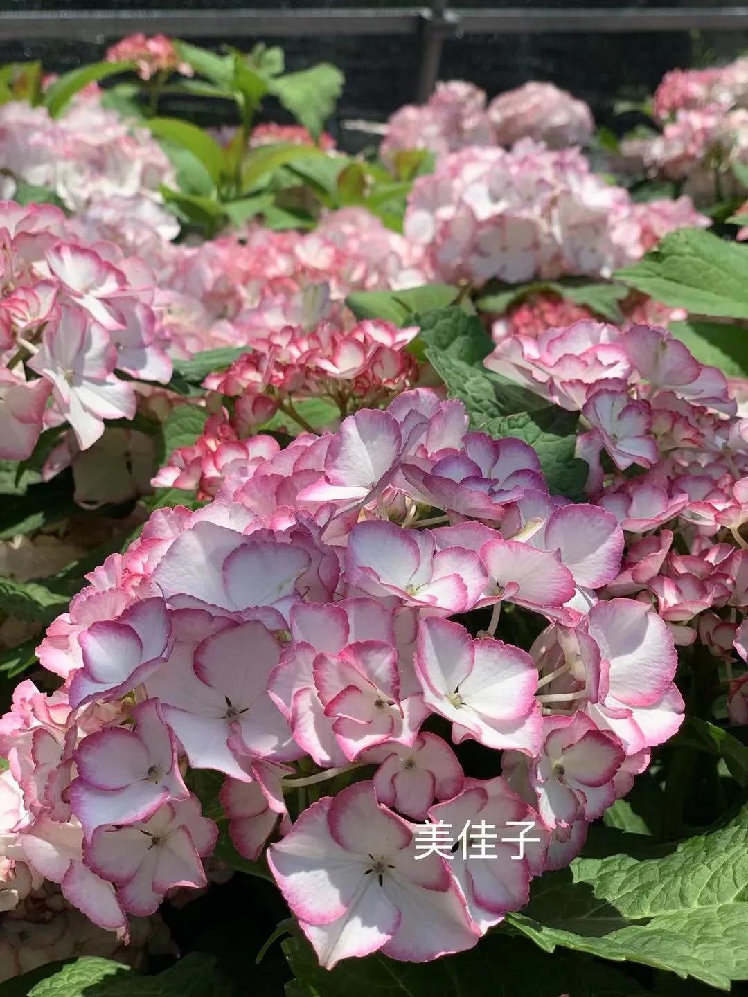 春季绣球叶子发皱怎么回事,夏季绣球老叶子都干枯怎么处理