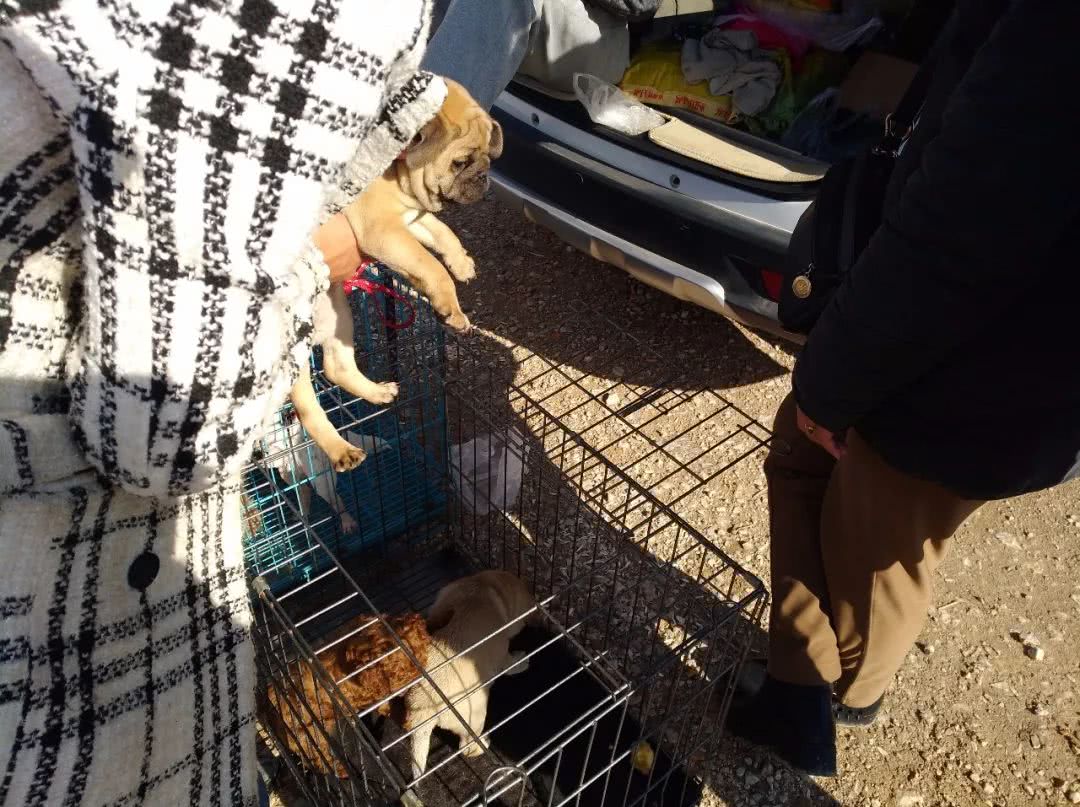 巴哥犬一般卖多钱,网上卖的巴哥犬价200一只是真的吗