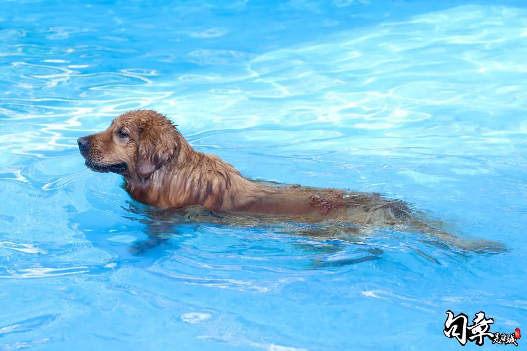 汪汪汪~宁波首家宠物主题乐园登陆江北，铲屎官们走起