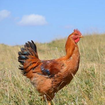 小伙搞蛋鸡养殖走上致富路,蛋鸡养殖致富商机