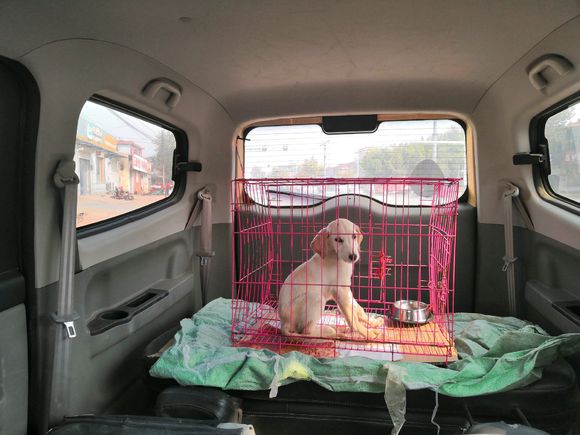 养拉布拉多的噩梦,刚买回来的拉布拉多胆子小怎么办