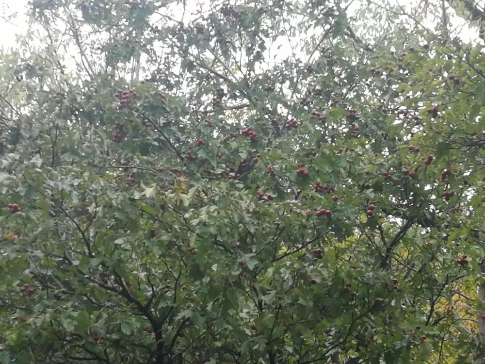 北京喇叭沟原始森林公园未解之谜,喇叭沟门原始森林最佳观赏区