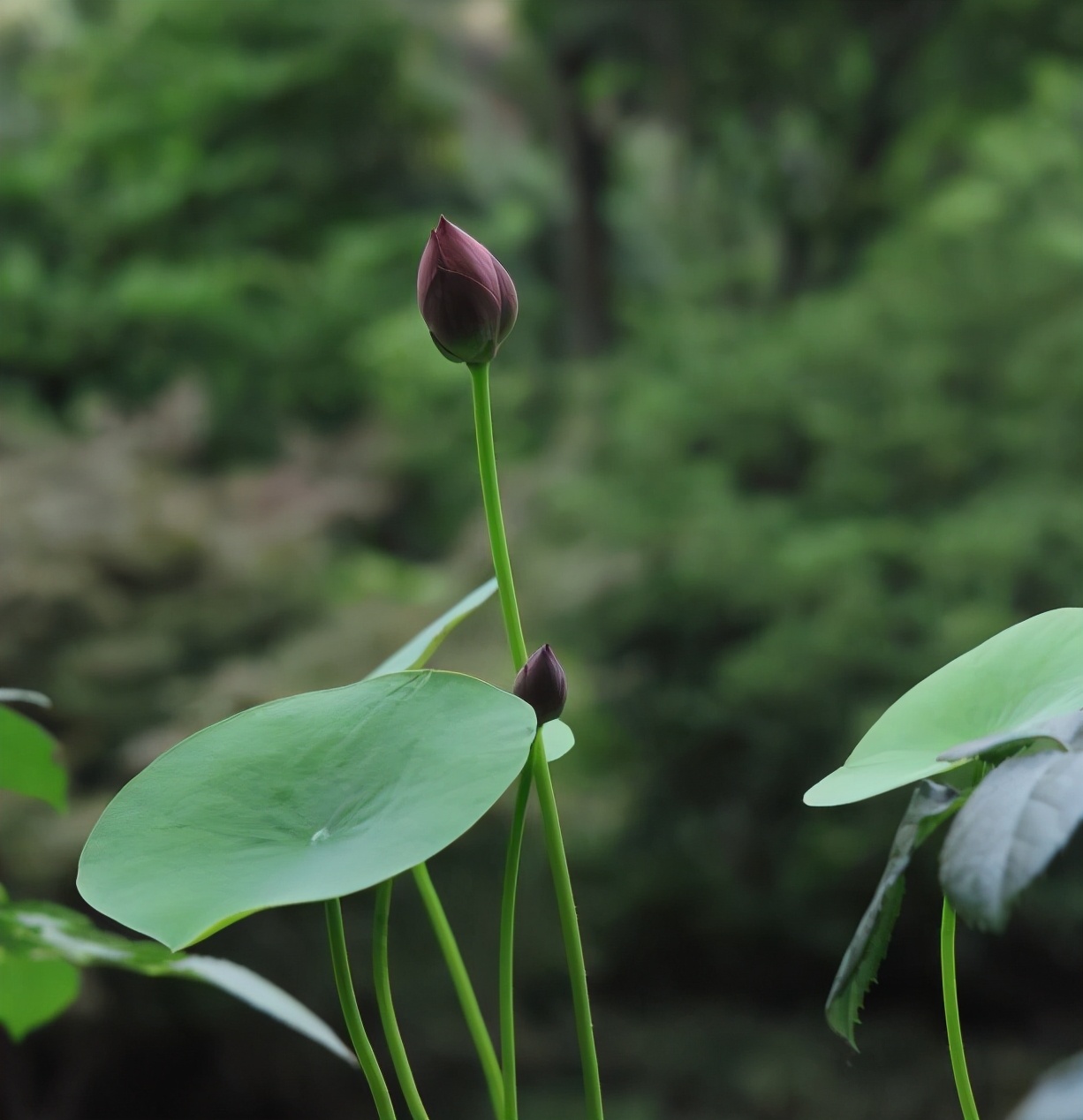 怎样把碗莲养成亭亭玉立的样子,想要把碗莲养开花应该怎么去培养
