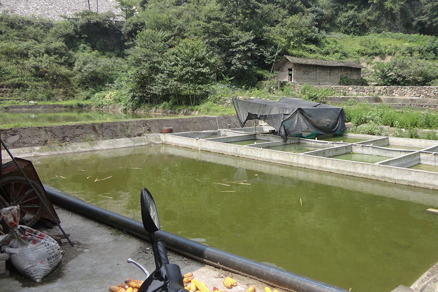 温棚甲鱼养殖需要注意什么,养殖甲鱼需要增氧吗