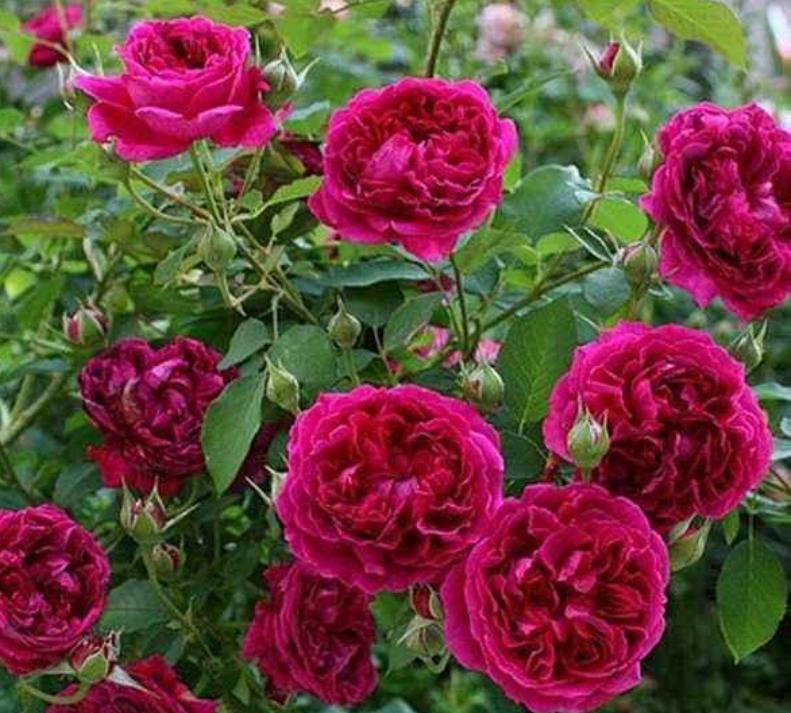 好养一年四季都可以开花的花,三种漂亮又好养的花