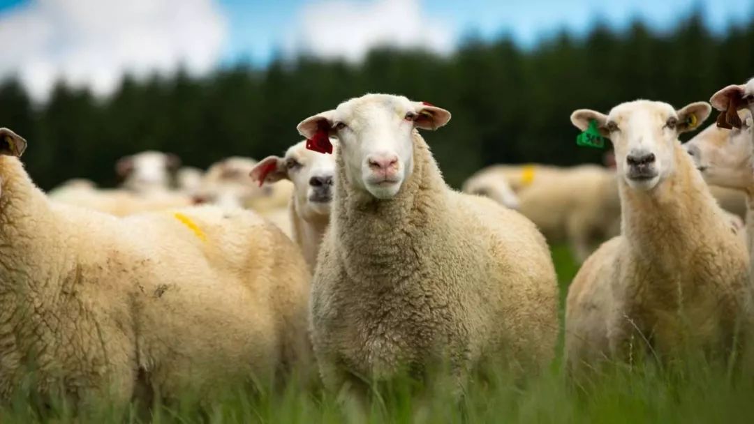 澳洲奶粉真实事件,澳洲牛奶真实情况