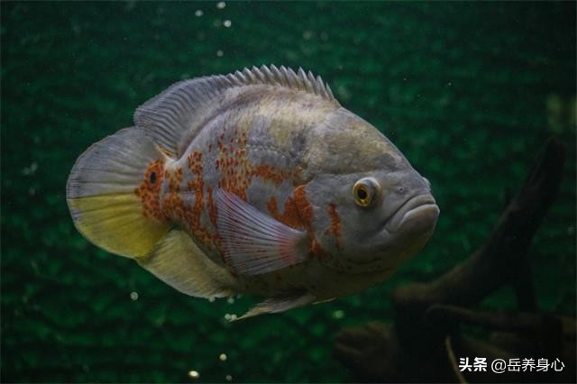 蛋白质摄入过量有哪些危害,蛋白质过量会导致什么疾病