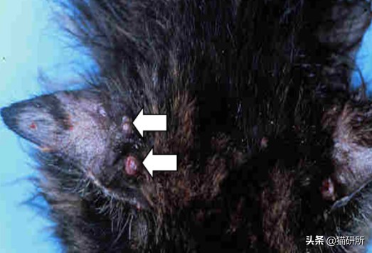 猫咪身上长包包怎么办,猫咪的面部神情跟铲屎官有关系