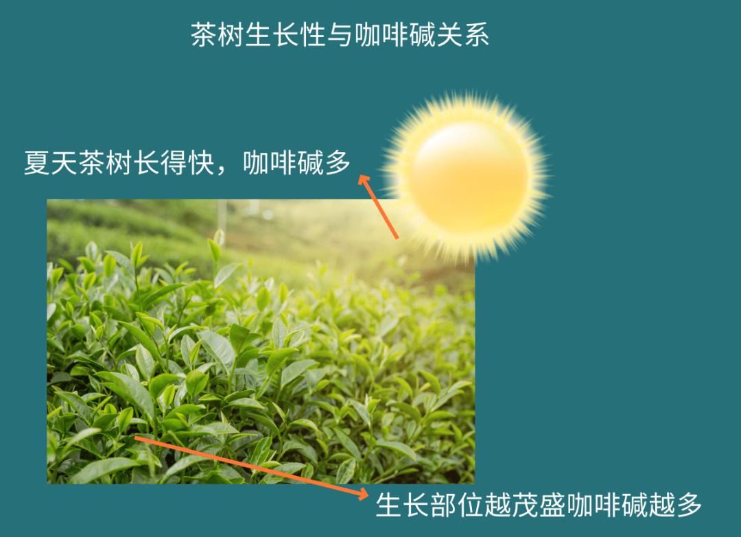 咖啡碱高反而不失眠？揭秘绿茶比红茶更影响睡眠的真相