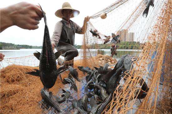 小龙虾的蜕变,小龙虾的逆袭