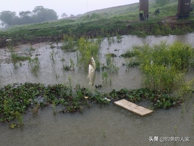 用蚯蚓钓鱼七星漂怎么调漂,用蚯蚓七星浮漂钓白条