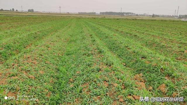 南阳唐河县毕店210亩春花生，杂草众多该如何防治？莎草马唐铁苋