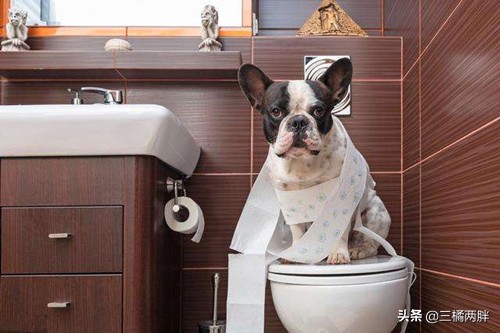 养法斗幼狗的注意事项,养法斗的经验