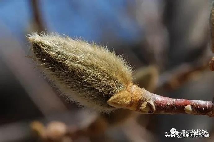 鼻子不通气用什么草药,睡觉就鼻子不通中药方