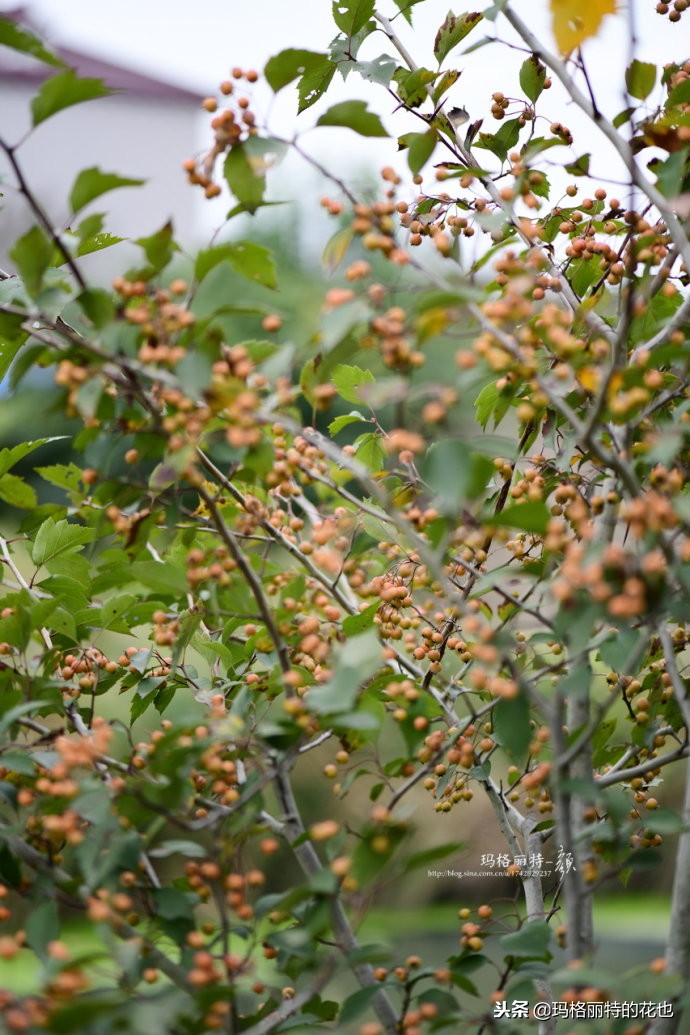 整个冬天都挂着的小红果，迷你山楂“冬果王”｜植物笔记