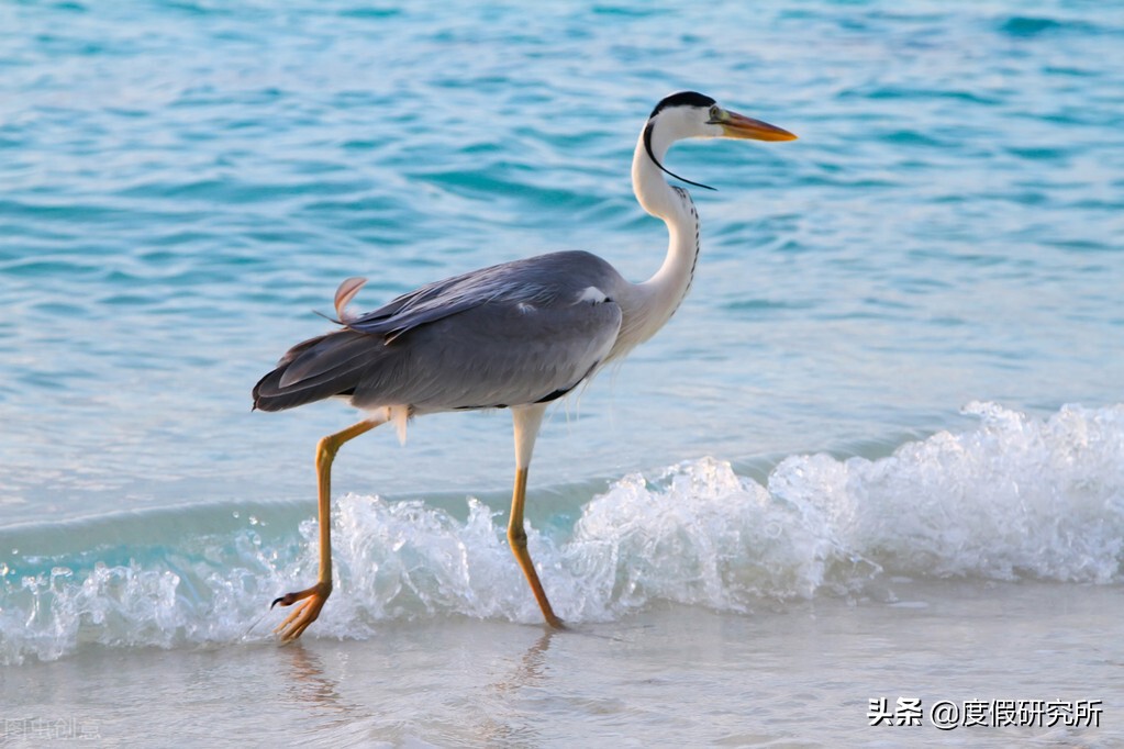 水清可比马代的广东六大小众海岛，既要鲜为人知，又要独具特色