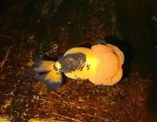 金鱼红顶虎,精品红顶虎金鱼