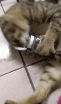 猫咪为什么吸了猫薄荷会那样,猫咪吸了猫薄荷后场面一度失控了