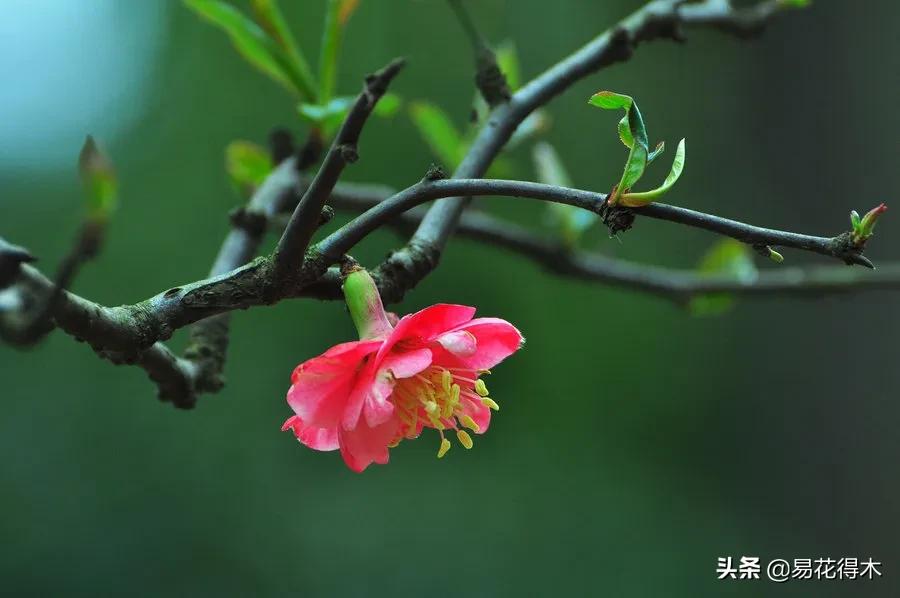 海棠春睡，樱花如雪，两种花卉如何辨识区别？