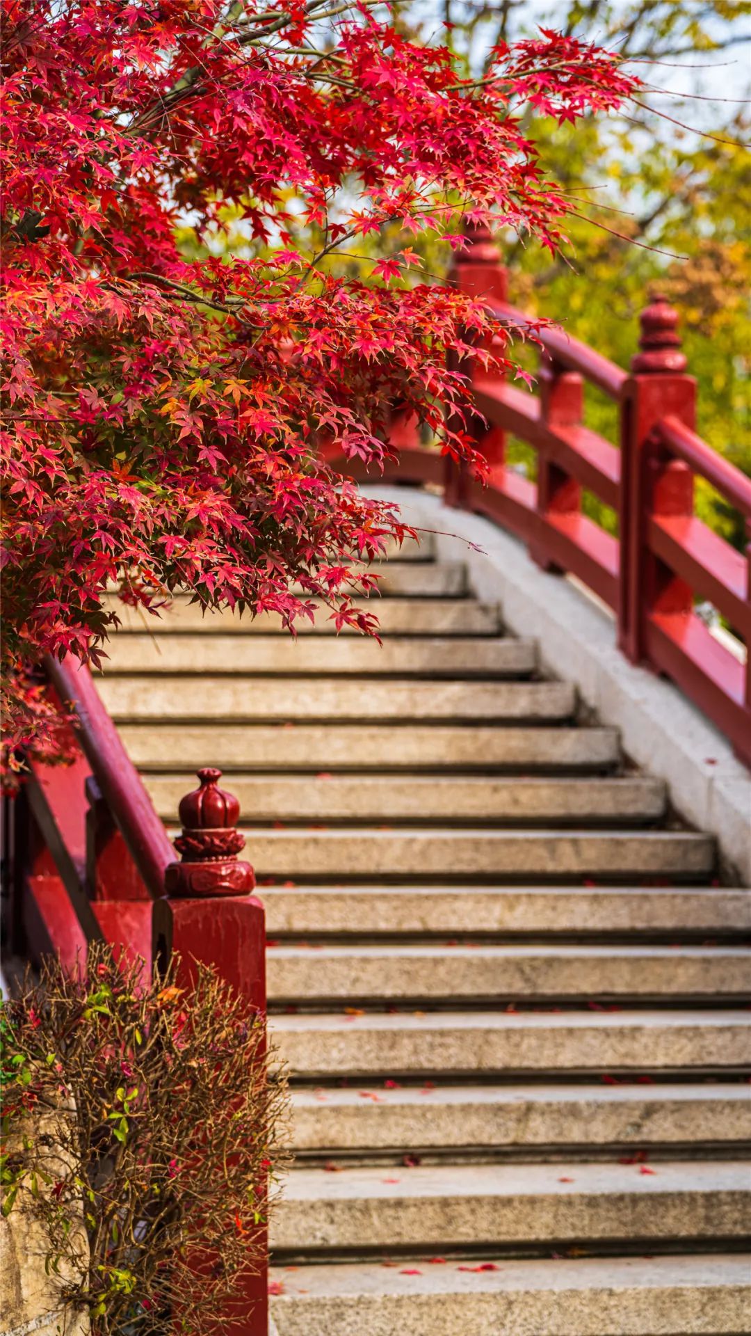 华清宫的初冬美景，惊艳了谁的时光？