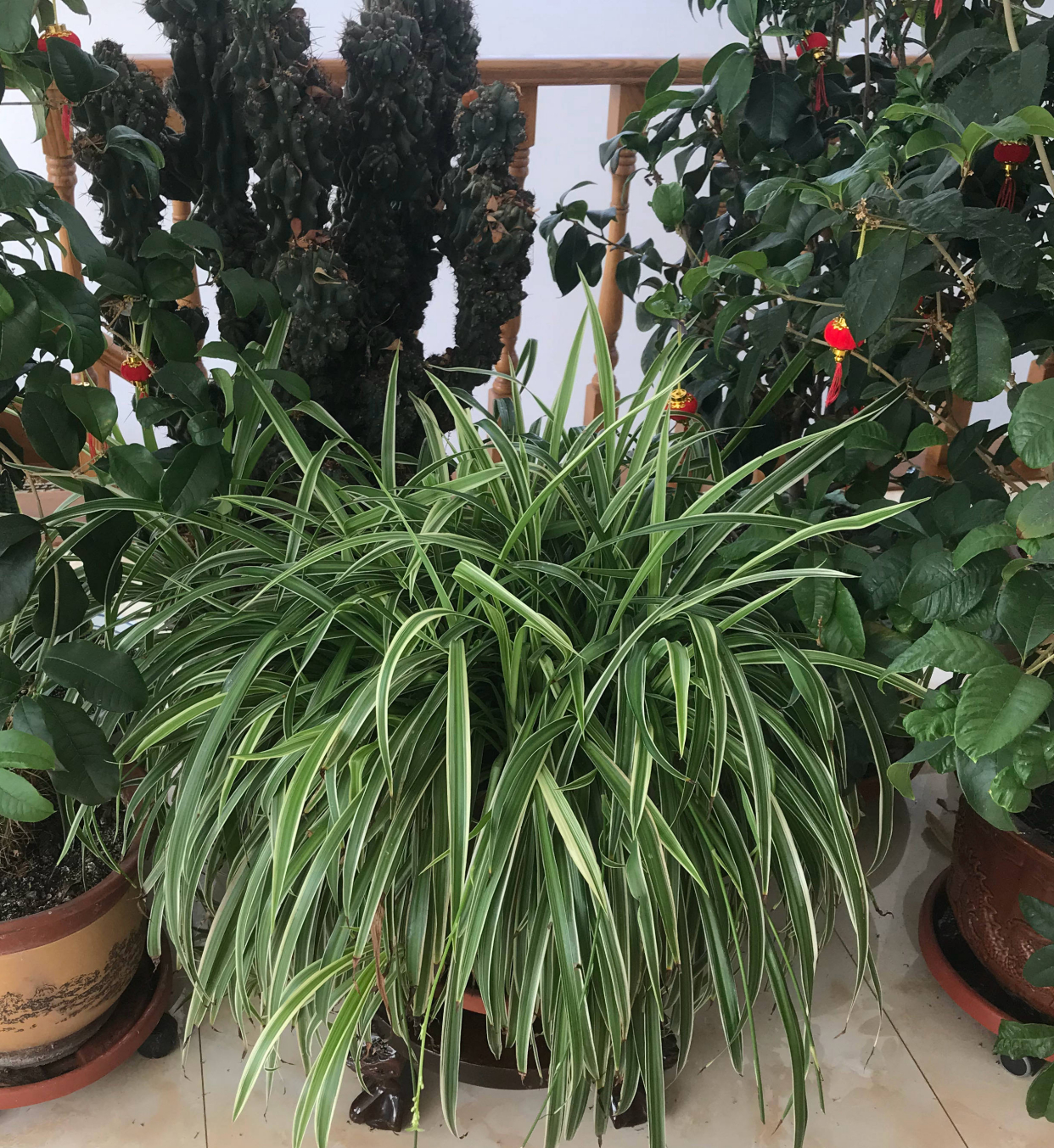 吊兰怎么养才能更旺盛10个小秘诀,青叶吊兰怎么养护才能长出匍匐茎