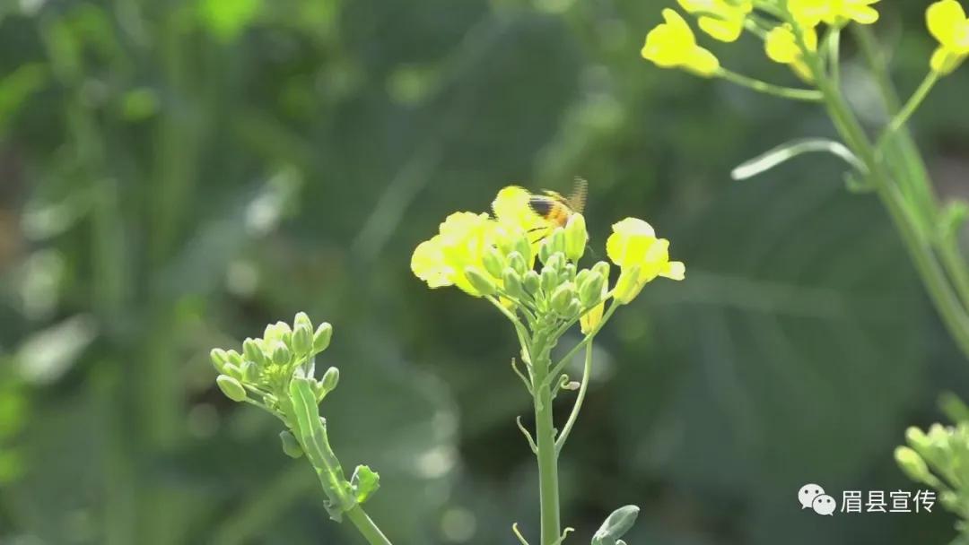 眉县花开的地方,眉县槐芽镇踏青赏花