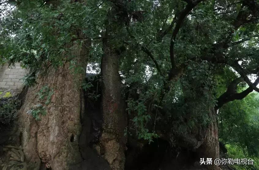 一棵被保护的百年古树,一棵百年的古树被雷击