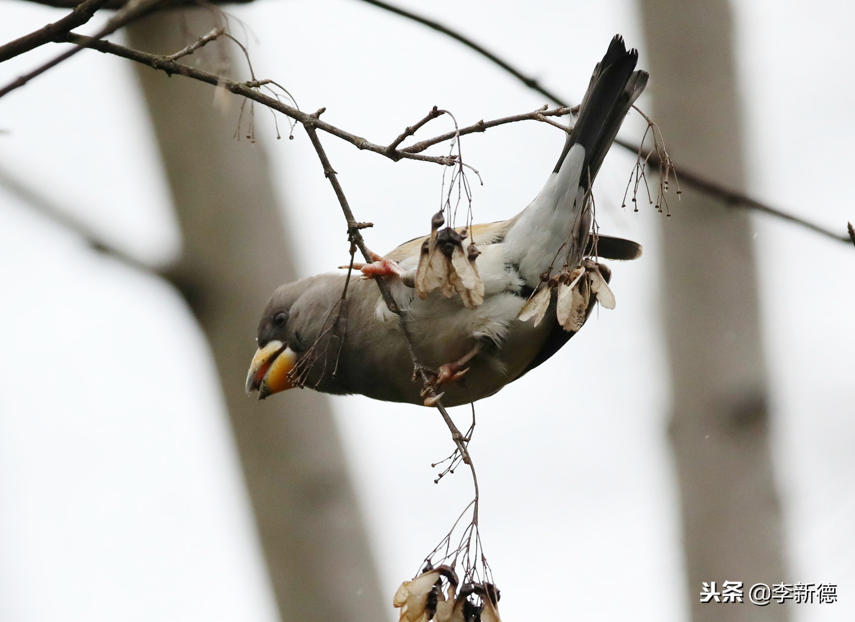 合肥望江西路蜀峰湾,合肥蜀峰湾有什么鸟