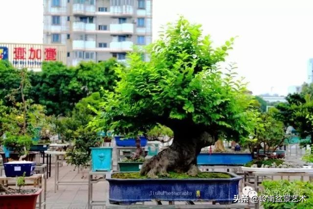 黄圃镇花店,花乡花卉绿植区