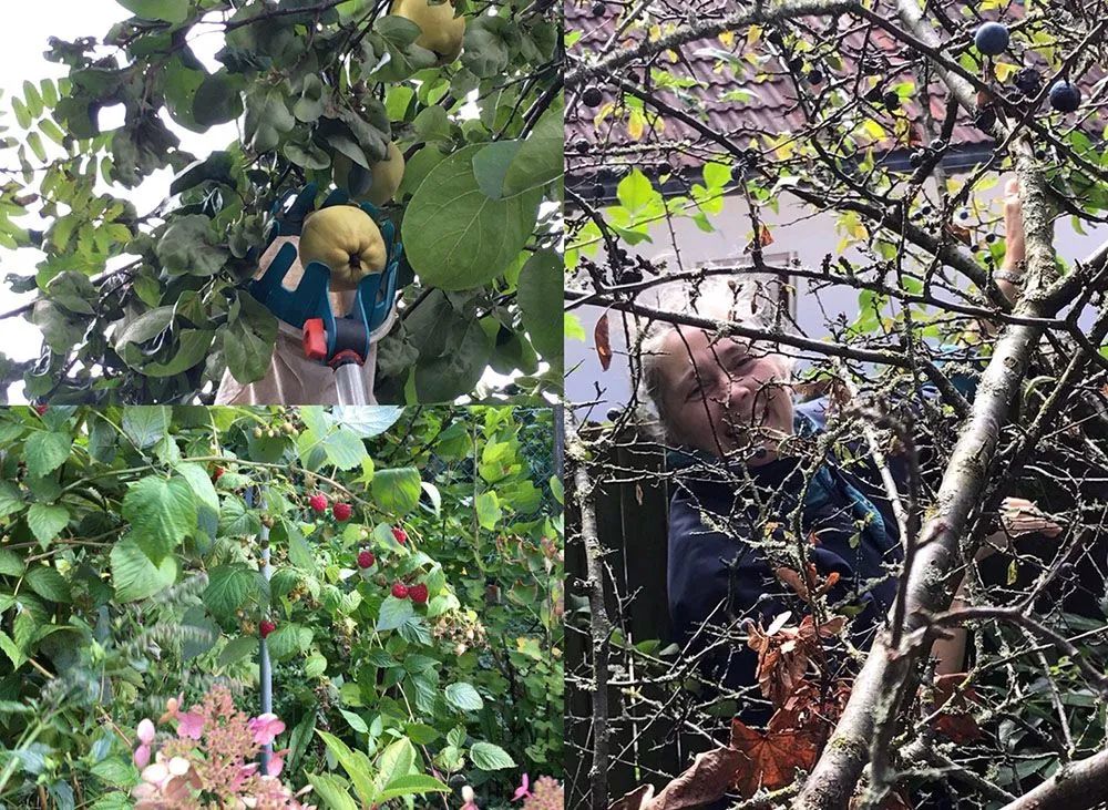 如果气温变冷需要准备什么,温度降到几度花搬到室内