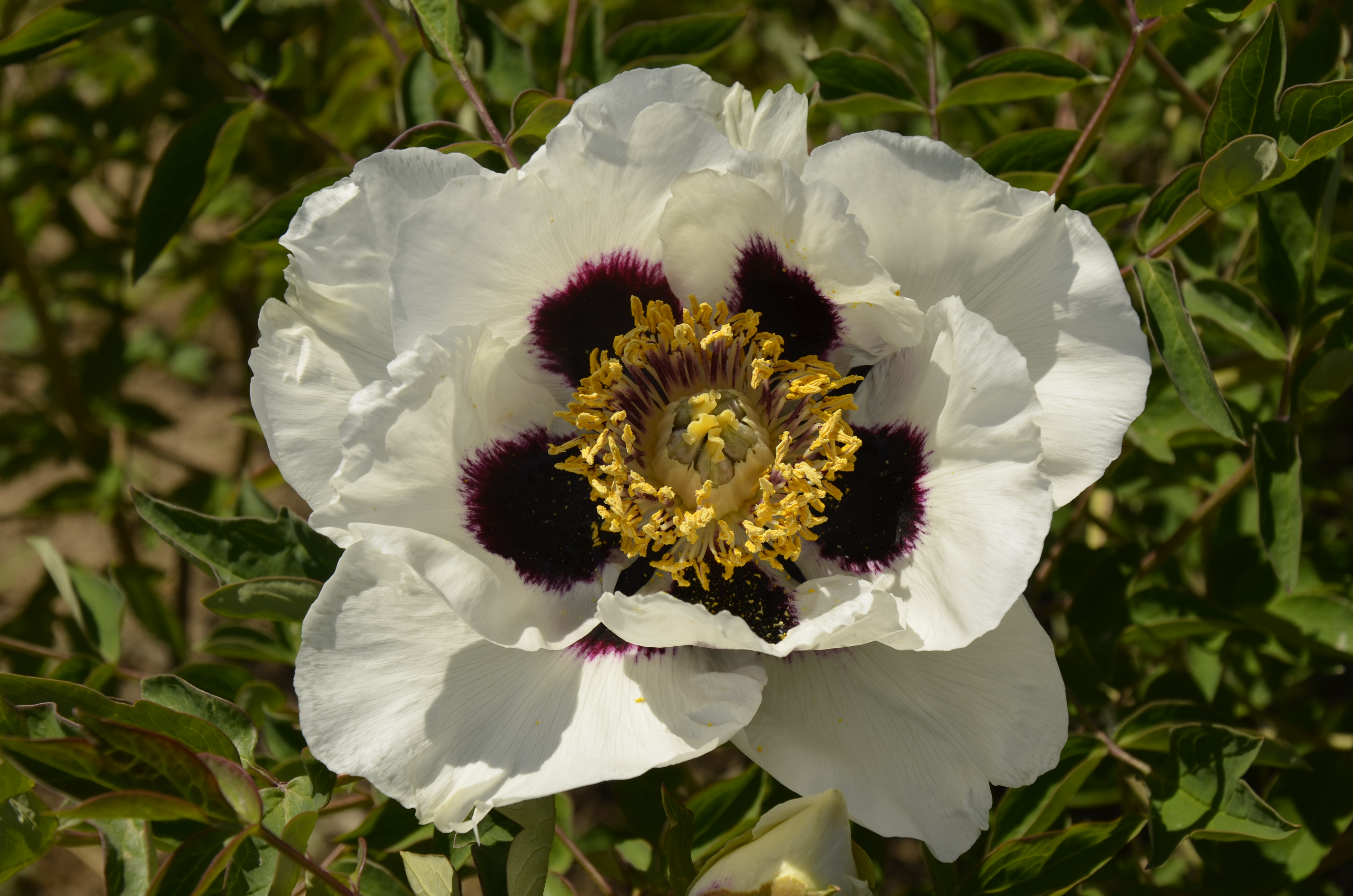 牡丹,熟悉而陌生——“花王”的前世今生,带你重新认识牡丹
