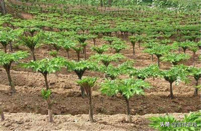 陕南适合种什么品种的魔芋,山魔芋种植高产技术