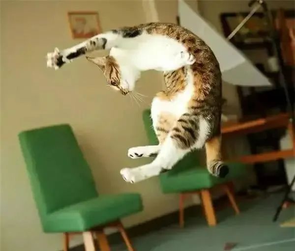 猫咪为什么爱跑步呢,猫咪那么可爱为什么喜欢玩蛇