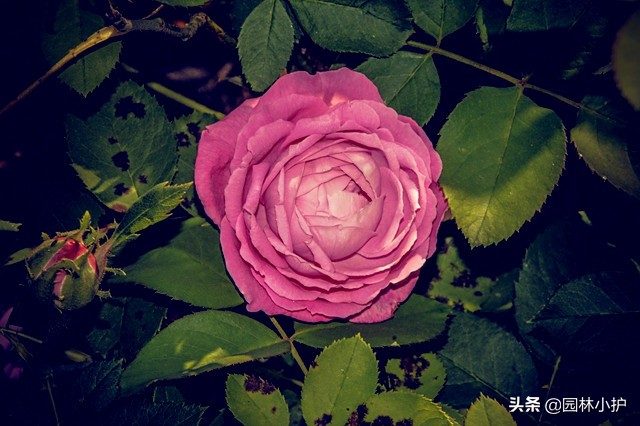 那些年你收到的玫瑰，其实是月季！扎不扎心？