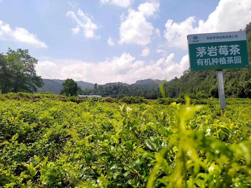 茅岩莓茶真的那么神吗,茅岩莓有机茶的功效