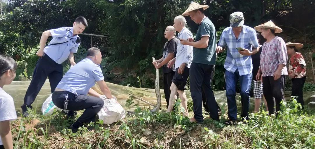 村民家中蛇出没警民合力擒长蛇,蛇出没曲靖捕蛇民警又捕三条蛇