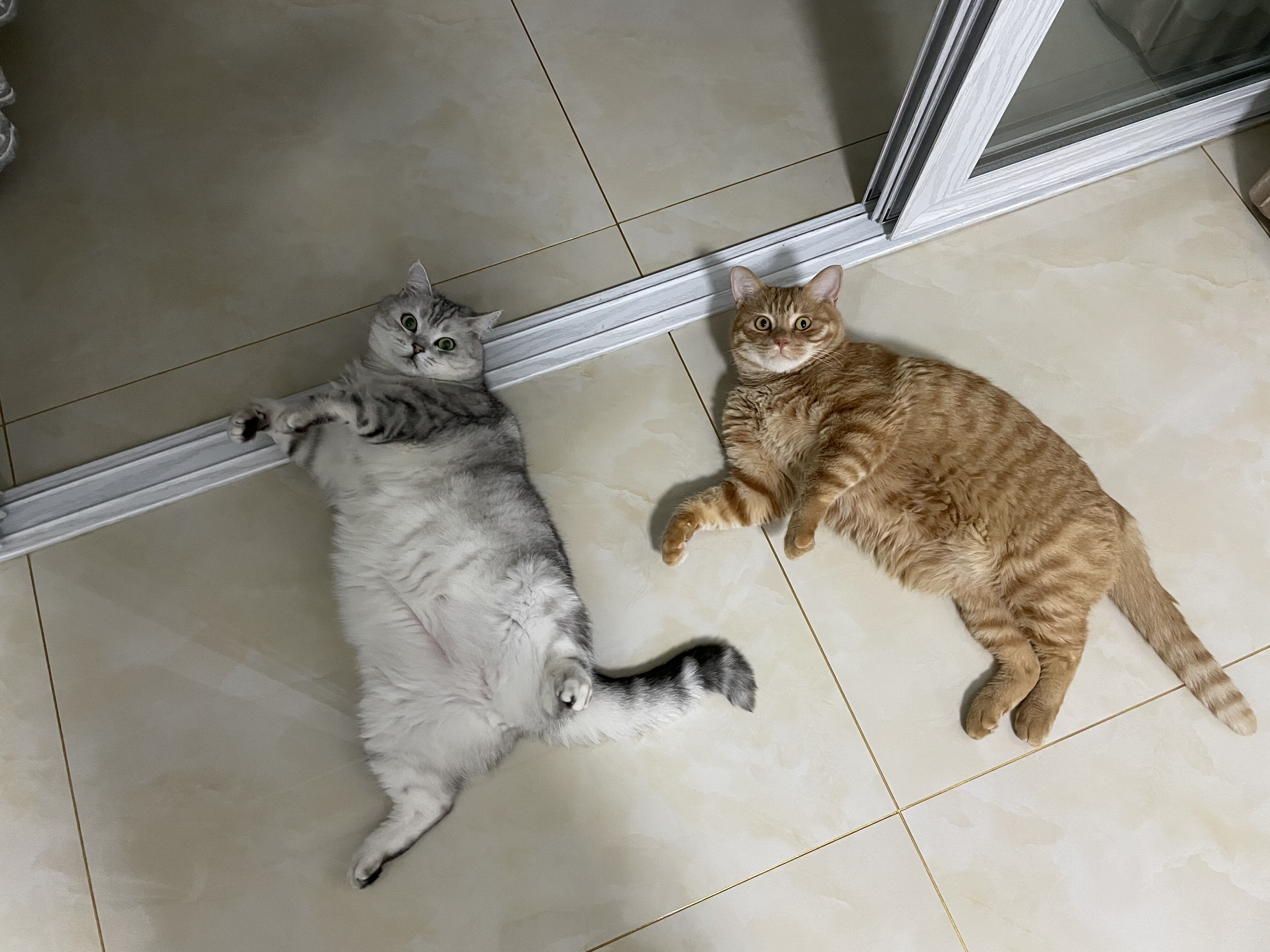 猫藓不可怕,对抗它需要的不仅仅是药物,更需要时间与耐心