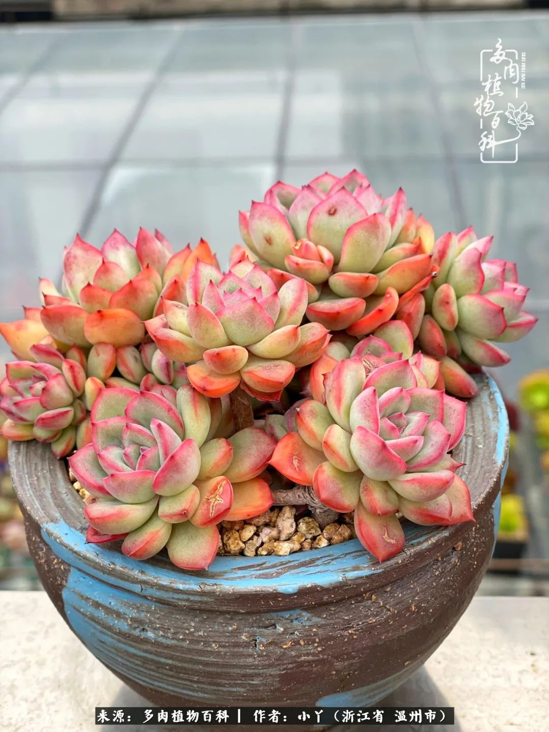 祖上无院家里无矿,一腔浪漫情怀付诸楼顶造花