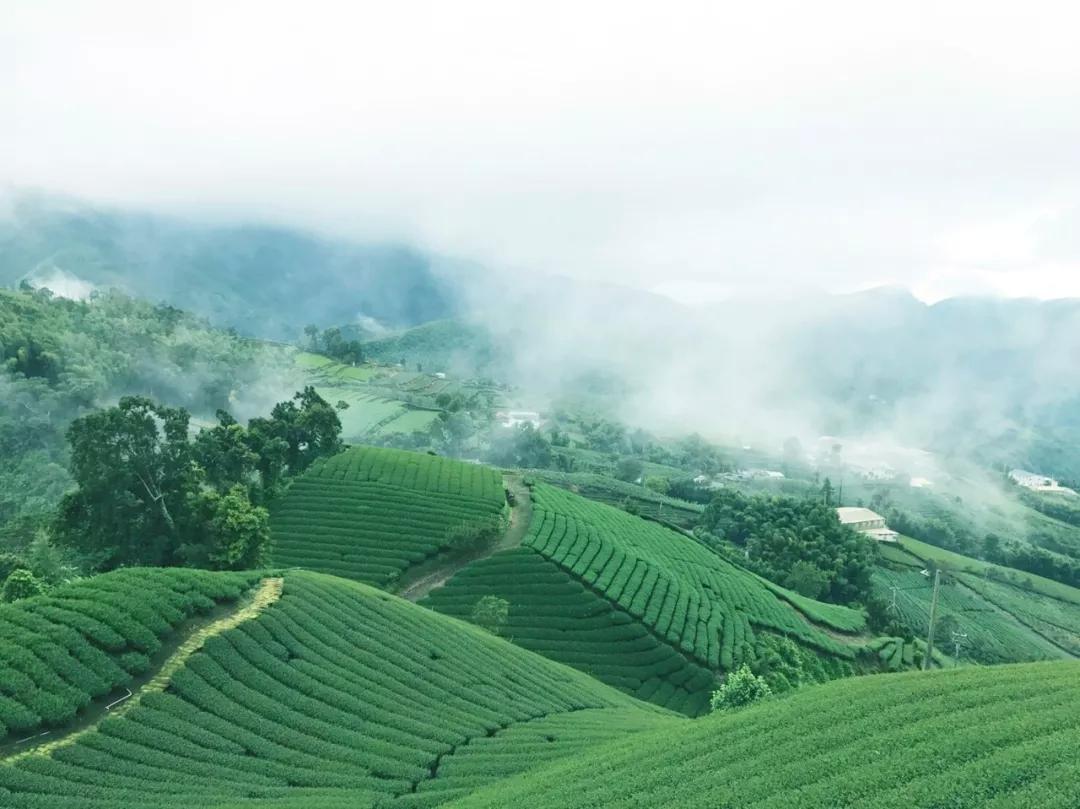 台湾宝岛茶,台湾最好的茶是哪个