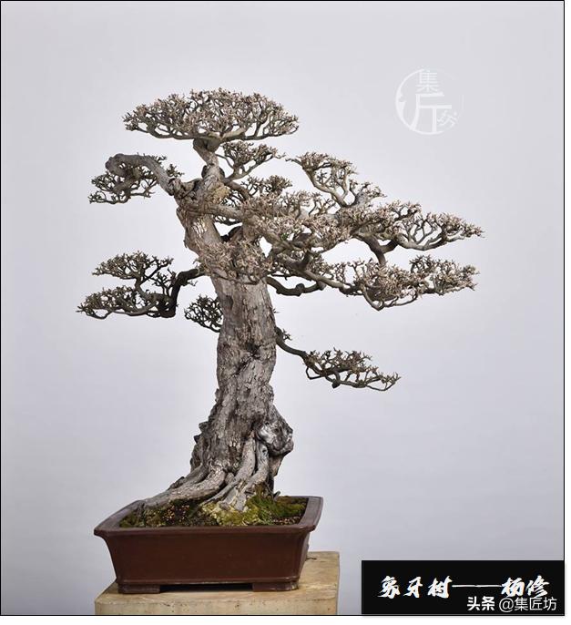 十字修剪法,十字花技法