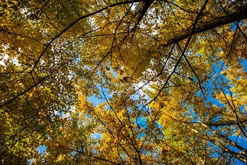 金黄色警报,黄色警报镜头