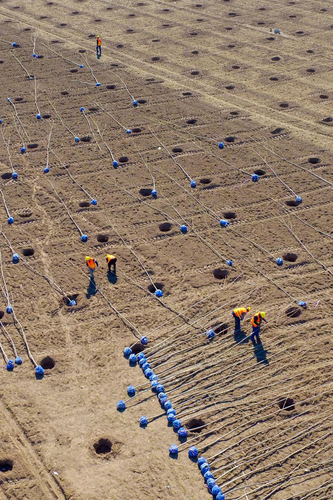 中国植树造林面积,中国植树造林成果国外有什么看法