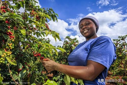 哪种肯尼亚咖啡最好喝,咖啡小知识