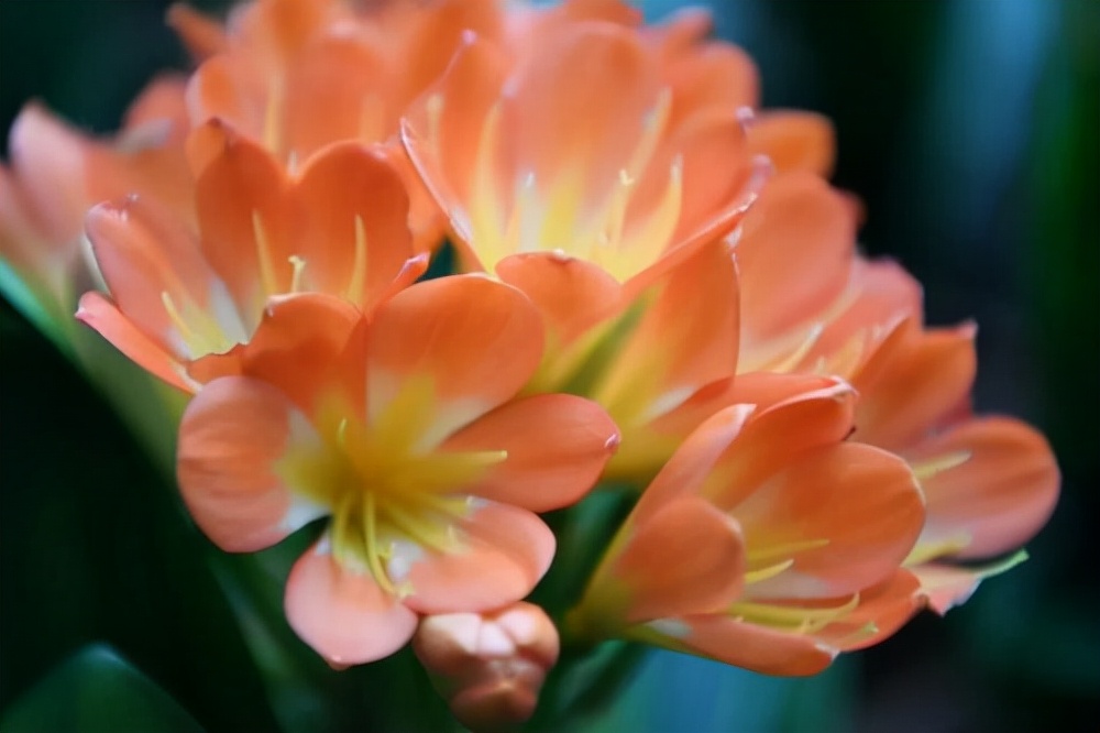 君子兰怎么才能养好根,怎样把君子兰根养好